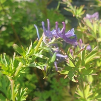 Corydalis 'Korn's Purple'